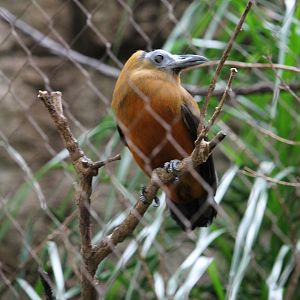 Capuchin bird (Perissocephalus tricolor)