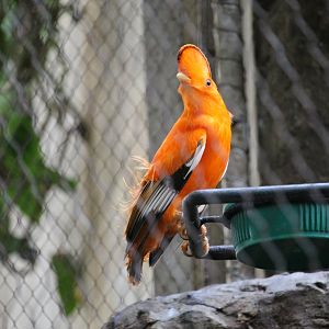 Guianan cock-of-the-rock (Rupicola rupicola)