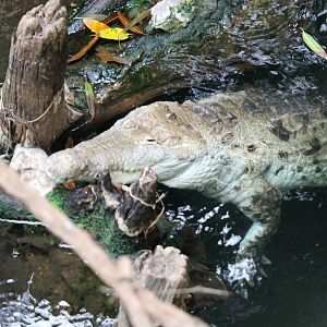 Orinoco crocodile (Crocodylus intermedius)