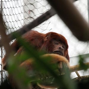 Colombian Red Howler Monkey (Alouatta seniculus)