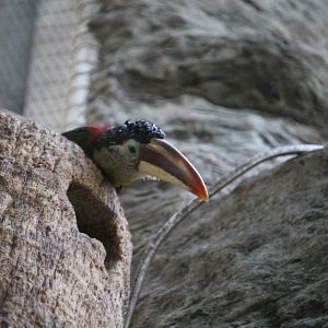 Curl-crested aracari (Pteroglossus beauharnaisii)