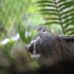 Quail dove sp. ID