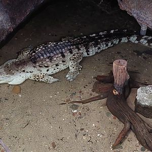 Orinoco Crocodile