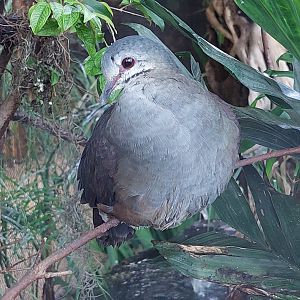 Purplish-backed Quail Dove (Zentrygon lawrencii)
