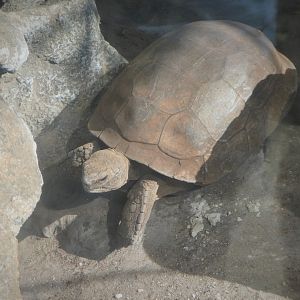 The Vista - Hardwood Hammock - Gopher Tortoise
