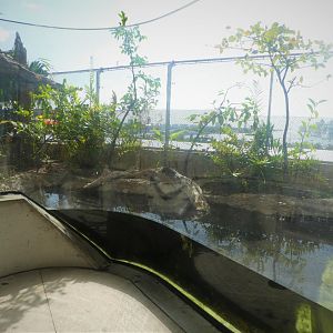 The Vista - Hardwood Hammock - American Alligator Exhibit