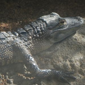 The Vista - Hardwood Hammock - American Alligator