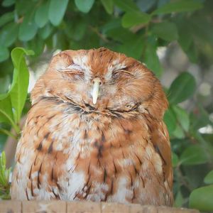 The Vista - Hardwood Hammock - Eastern Screech-Owl