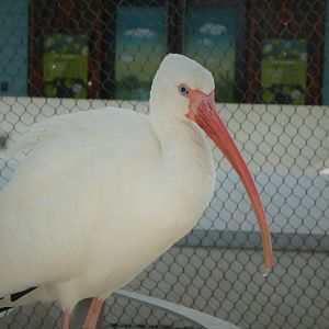The Vista - American White Ibis