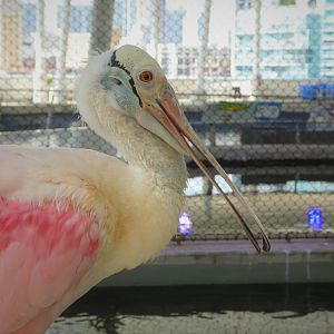 The Vista - Roseate Spoonbill