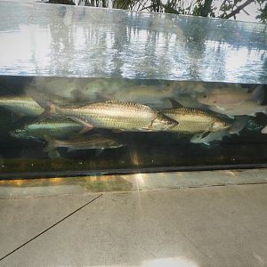 The Vista - Mangrove Forest Habitat