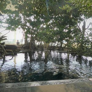 The Vista - Mangrove Forest Habitat