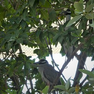 The Vista - Yellow-crowned Night-Herons