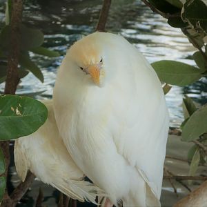 The Vista - Western Cattle Egret