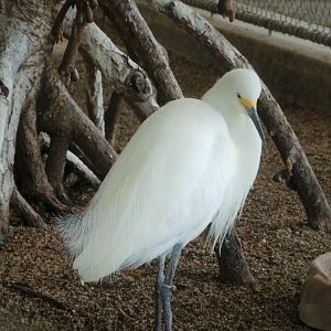 The Vista - Snowy Egret