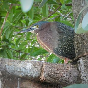 The Vista - Green Heron