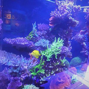 The Dive - Look Closer Gallery - Reef Tank