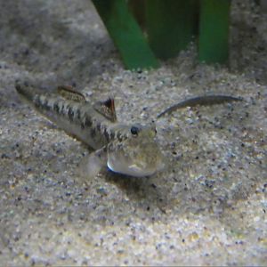 The Dive - Look Closer Gallery - Barred Mudskipper