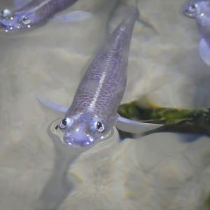 The Dive - Look Closer Gallery - Largescale Four-Eyes