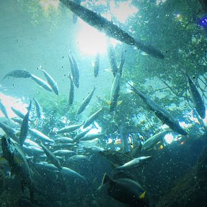The Dive - Mangrove Forest Habitat from Below
