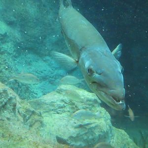 The Dive - Mangrove Forest - Great Barracuda