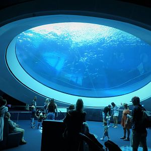 The Deep - Gulf Stream Habitat