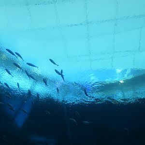 The Deep - Gulf Stream Habitat