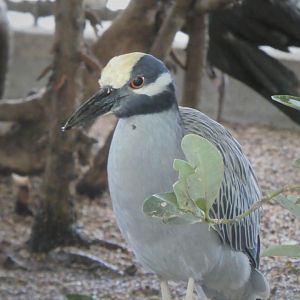 The Vista - Yellow-crowned Night-Heron