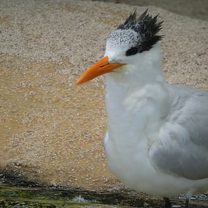 The Vista - Royal Tern