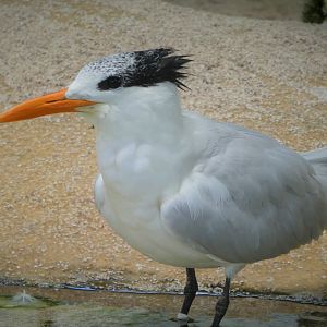 The Vista - Royal Tern
