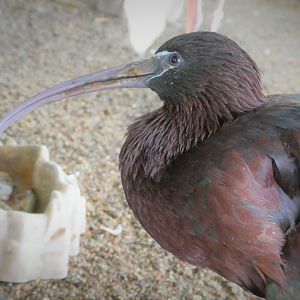 The Vista - Glossy Ibis