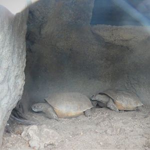 The Vista - Hardwood Hammock - Gopher Tortoises