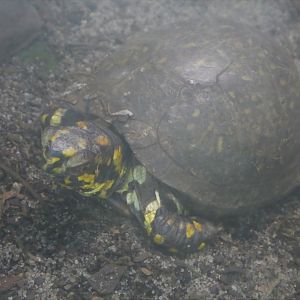 The Vista - Pine Rocklands - Florida Box Turtle