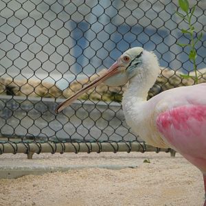 The Vista - Roseate Spoonbill