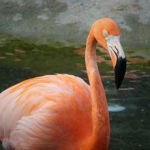 Entrance/Florida: Mission Everglades - American Flamingo