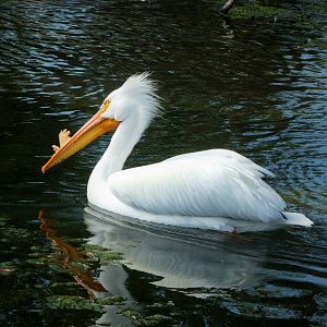 Florida: Mission Everglades - South Florida Wading Birds Exhibit - American White Pelican