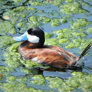 Florida: Mission Everglades - South Florida Wading Birds Exhibit - Ruddy Duck