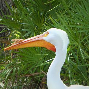 Florida: Mission Everglades - South Florida Wading Birds Exhibit - American White Pelican
