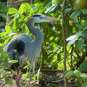 Florida: Mission Everglades - South Florida Wading Birds Exhibit - Great Blue Heron (Captive)