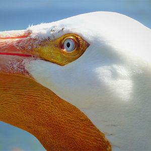 Florida: Mission Everglades - South Florida Wading Birds Exhibit - American White Pelican