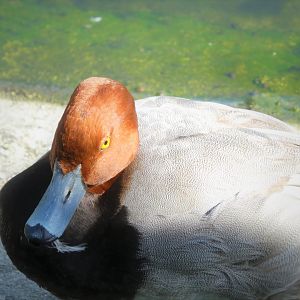 Florida: Mission Everglades - South Florida Wading Birds Exhibit - Redhead
