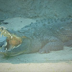 Florida: Mission Everglades - Sawgrass Marsh - American Crocodile