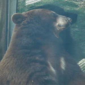 Florida: Mission Everglades - Pine Rocklands - American Black Bear