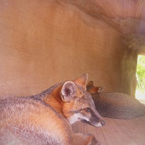 Florida: Mission Everglades - Pine Rocklands - Gray Fox