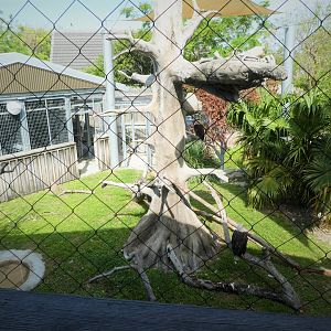 Florida: Mission Everglades - Cypress Swamp - Southern Bald Eagle Exhibit