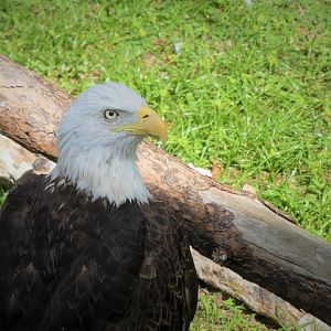 Florida: Mission Everglades - Cypress Swamp - Southern Bald Eagle