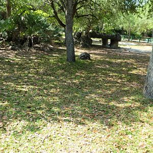 Amphitheater - Aldabra and Galapagos Giant Tortoises Exhibit