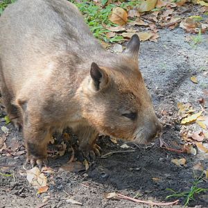 Australian Center - Southern Hairy-nosed Wombat
