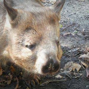 Australian Center - Southern Hairy-nosed Wombat