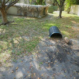 Australian Center - Southern Hairy-nosed Wombat Exhibit